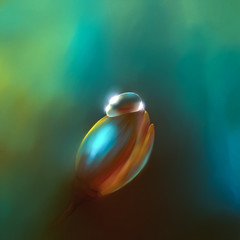 digital drawing flower bud with a drop