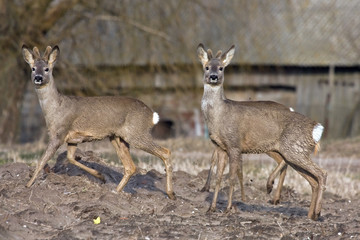 Naklejka na ściany i meble Group of roe deer (Capreolus capreolus)