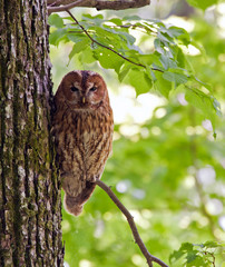 Owl on the tree. Tawny owl or brown owl (Strix aluco).