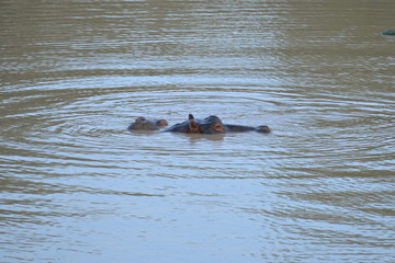 Fototapeta premium Hippopotame dans l'eau