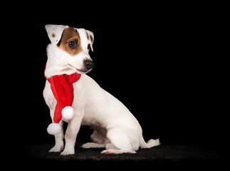 Jack Russell déguisé en père Noël