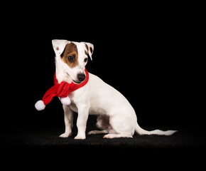 Fototapeta premium Jack Russell déguisé en père Noël