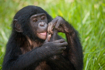 A baby bonobo is eating something.. Democratic Republic of Congo. Lola Ya BONOBO  National Park. An excellent illustration. 