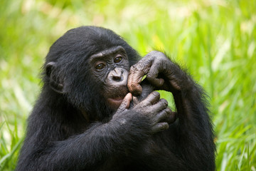 A baby bonobo is eating something.. Democratic Republic of Congo. Lola Ya BONOBO  National Park. An excellent illustration. 