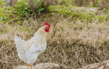 White chicken in Iraqi countryside