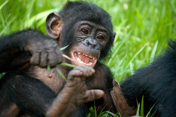 Baby Bonobo is sitting on the grass. Democratic Republic of Congo. Lola Ya BONOBO National Park. An excellent illustration.