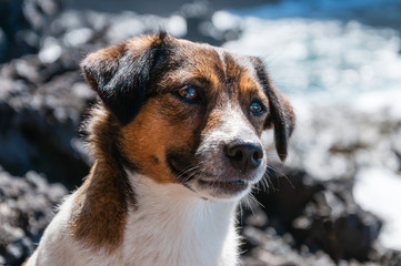 Jack Russel Terrier; Portrait