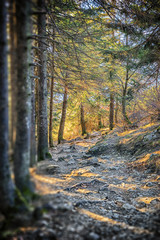 Path in Bavarian Alps
