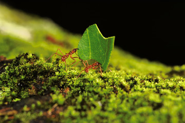 Leaf Cutter Ants carry a leaf