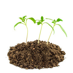 Tomato seedlings isolated on white