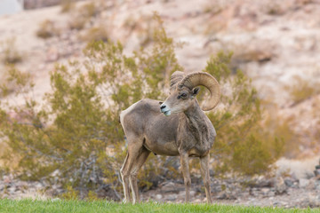 Desert Bighorn Sheep Ram