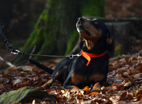 hunting dog lying on leaves and looking at his lord