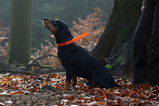 hunting dog in forest