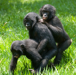 Three baby bonobos play with each other. Democratic Republic of Congo. Lola Ya BONOBO  National Park. An excellent illustration.
