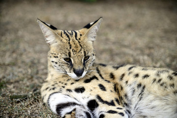 Serval, Hluhluwe, South Africa
