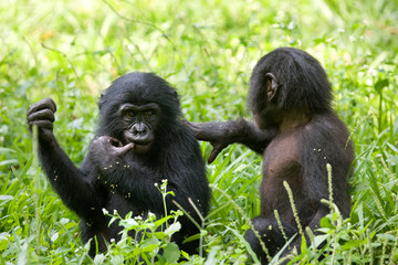 Two baby Bonobo sitting on the grass. Democratic Republic of Congo. Lola Ya BONOBO National Park. An excellent illustration.
