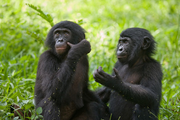 Two baby Bonobo sitting on the grass. Democratic Republic of Congo. Lola Ya BONOBO National Park. An excellent illustration.
