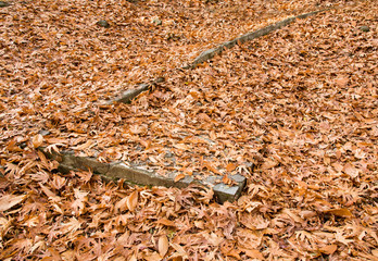 Autumn maple leaves on the ground