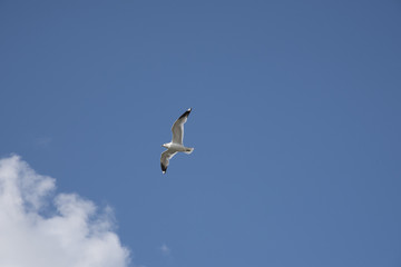 Möwe