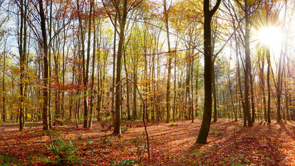 Herbstlicher Wald im Sonnenschein