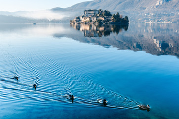 Anatre temerarie, Lago d'Orta