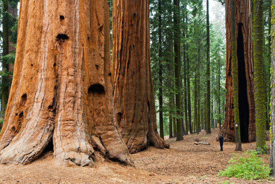 Sequoia Redwood Tree, At Sequoia National Park.