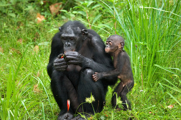 Female bonobo with a baby. Democratic Republic of Congo. Lola Ya BONOBO National Park. An excellent...