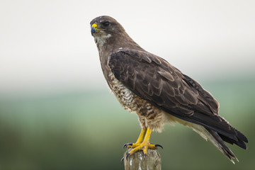 Swainson's Hawk (Buteo swainsoni)