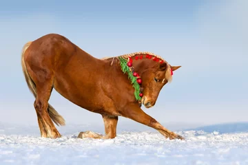 Fototapeten Red horse do trick  in the decorated Christmas wreath © callipso88