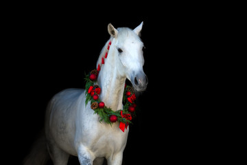 Obraz na płótnie Canvas Christmas image of a white horse wearing a wreath and a bow on black background