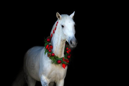 Christmas image of a white horse wearing a wreath and a bow on black background