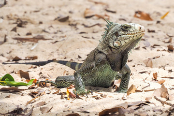 Adult land iguana (iguanidae) on a sandy beach. - obrazy, fototapety, plakaty