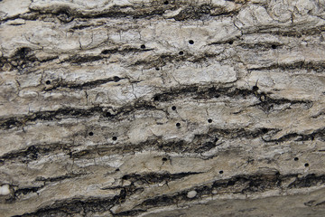 Obraz premium Background of old wood, bark