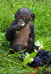 A baby bonobo is eating something.. Democratic Republic of Congo. Lola Ya BONOBO  National Park. An excellent illustration. 