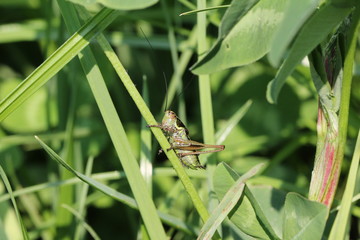 Grasshopper