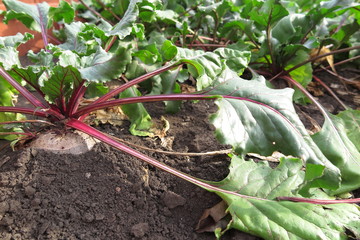Ripe beetroot (Beta vulgaris) in the autumn garden bed
