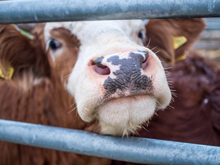 Kühe im Stall
