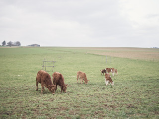 Kühe im Stall