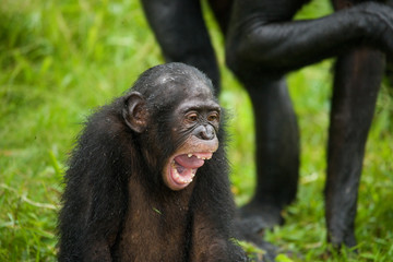 Portrait of a baby bonobo. Democratic Republic of Congo. Lola Ya BONOBO National Park. An excellent illustration.