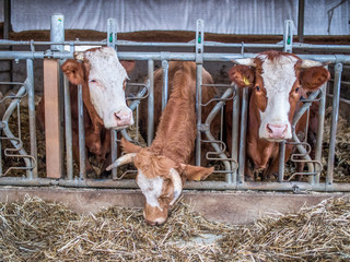Kühe im Stall