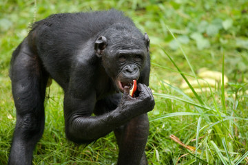 Bonobo is eating something.. Democratic Republic of Congo. Lola Ya BONOBO  National Park. An...