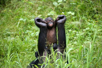 Female bonobo with a baby. Democratic Republic of Congo. Lola Ya BONOBO National Park. An excellent illustration.