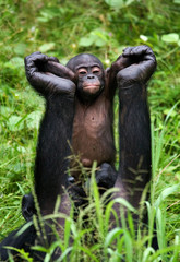 Female bonobo with a baby. Democratic Republic of Congo. Lola Ya BONOBO National Park. An excellent illustration.