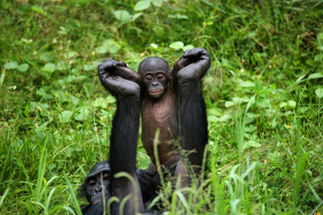 Female bonobo with a baby. Democratic Republic of Congo. Lola Ya BONOBO National Park. An excellent illustration.