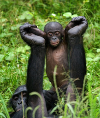 Female bonobo with a baby. Democratic Republic of Congo. Lola Ya BONOBO National Park. An excellent...