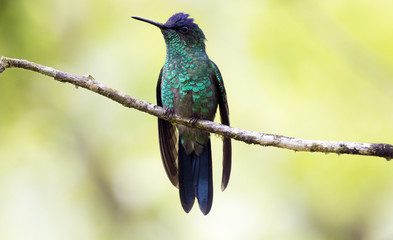 Beija-Flor