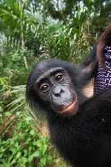 Portrait of a baby bonobo. Democratic Republic of Congo. Lola Ya BONOBO National Park. An excellent illustration.