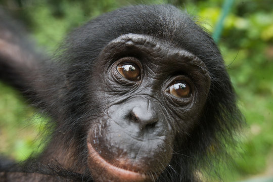 Portrait of a baby bonobo. Democratic Republic of Congo. Lola Ya BONOBO National Park. An excellent illustration.