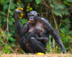 Female bonobo with a baby. Democratic Republic of Congo. Lola Ya BONOBO National Park. An excellent illustration.
