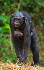 Female bonobo with a baby. Democratic Republic of Congo. Lola Ya BONOBO National Park. An excellent illustration.